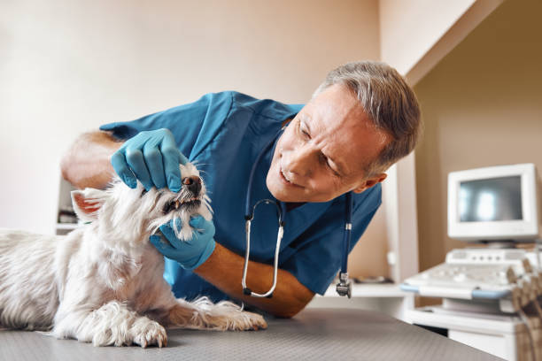 Best Emergency Dentist for Special Needs Patients in Holts Summit, MO